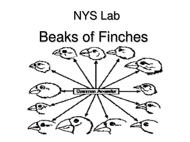 nys lab