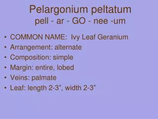 Pelargonium peltatum pell - ar - GO - nee -um