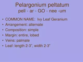 pelargonium peltatum pell ar go nee um