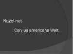 Hazel-nut - slide 1