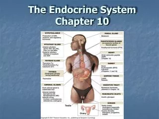 The Endocrine System Chapter 10