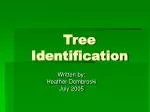 Tree Identification - slide 1