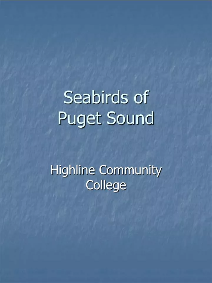 seabirds of puget sound