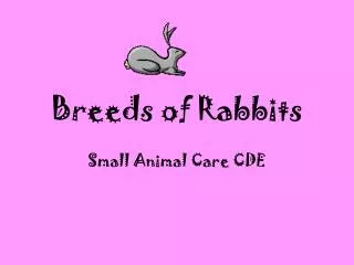 Breeds of Rabbits