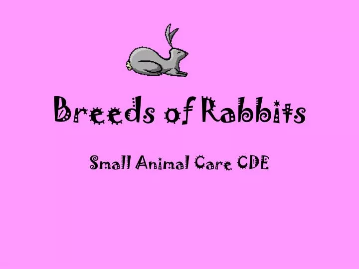 breeds of rabbits