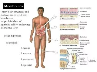 Membranes