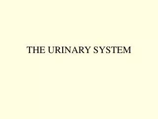 THE URINARY SYSTEM