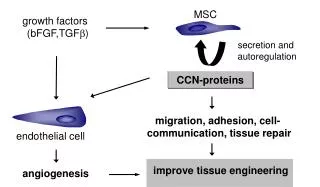 MSC