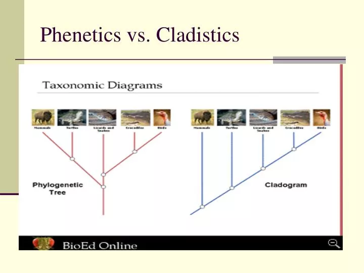 phenetics vs cladistics