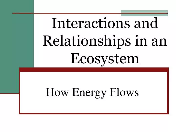 interactions and relationships in an ecosystem