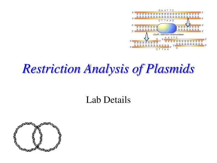 restriction analysis of plasmids