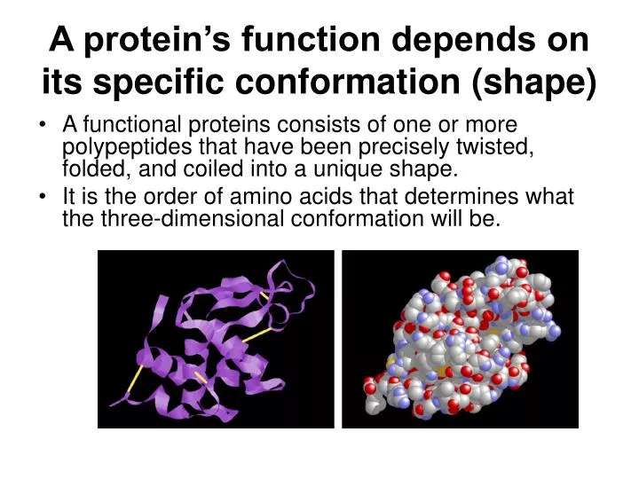 a protein s function depends on its specific conformation shape