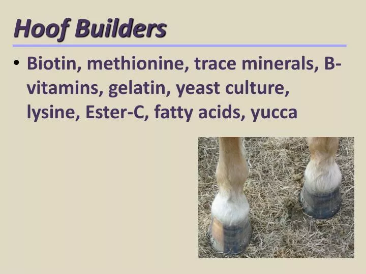 hoof builders