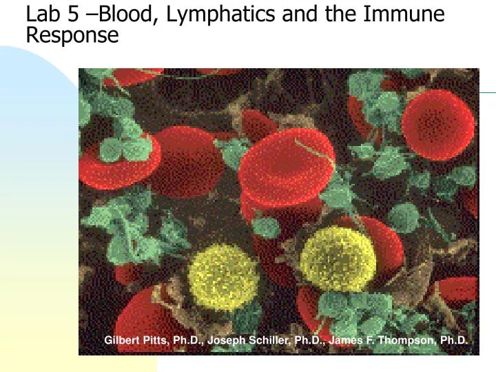 lab 5 blood lymphatics and the immune response