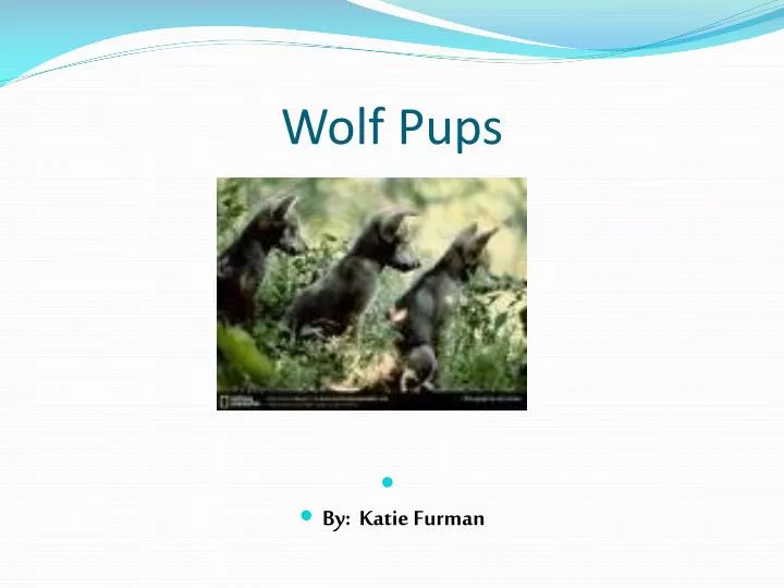 wolf pups
