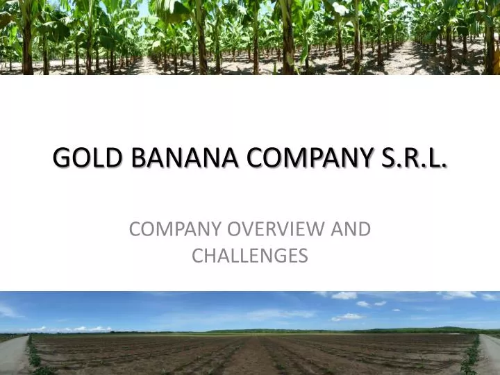 gold banana company s r l