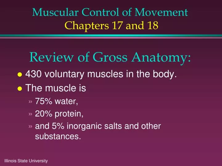 muscular control of movement chapters 17 and 18