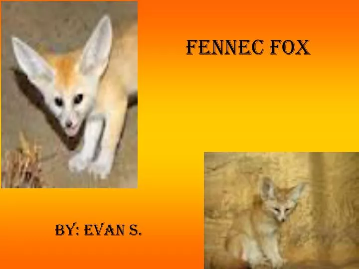 fennec fox