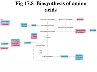Fig 17.8 Biosynthesis of amino acids