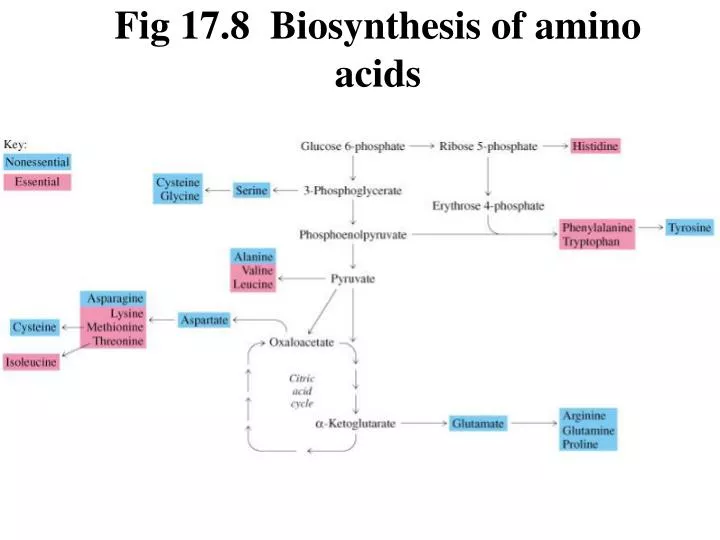 fig 17 8 biosynthesis of amino acids