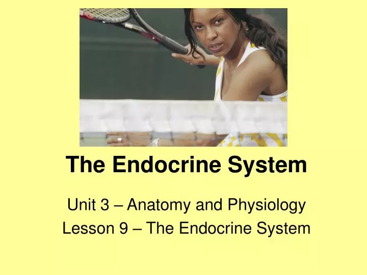 the endocrine system