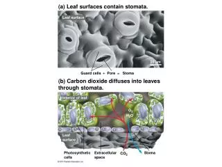 (a) Leaf surfaces contain stomata.
