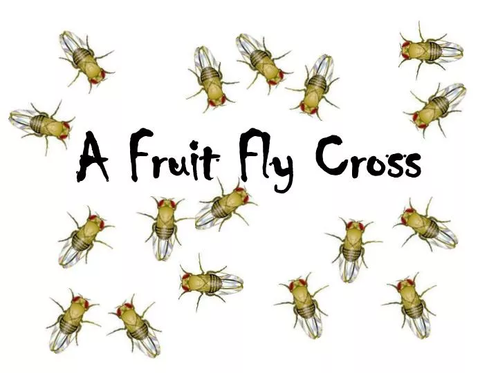 a fruit fly cross