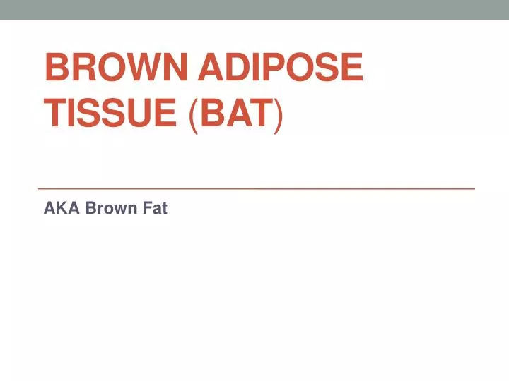 brown adipose t issue bat