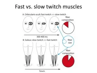 Fast vs. slow twitch muscles