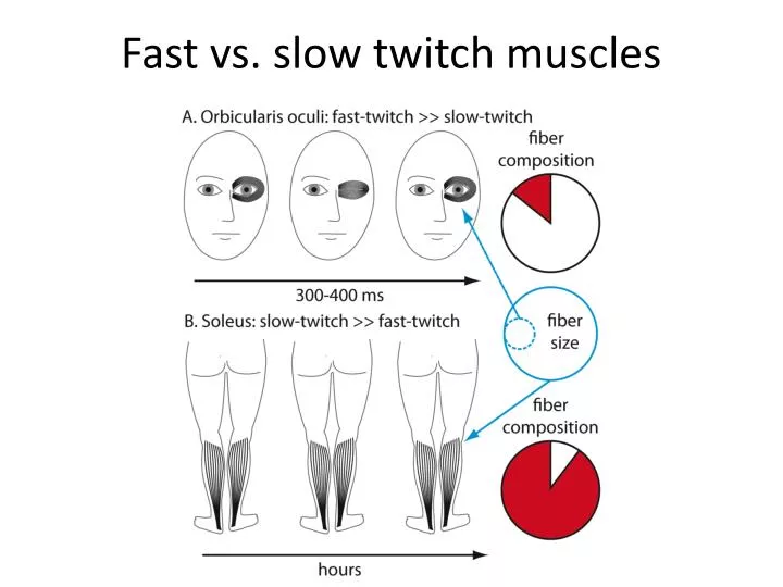 fast vs slow twitch muscles