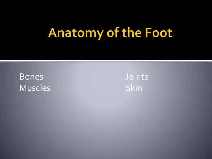 anatomy of the foot