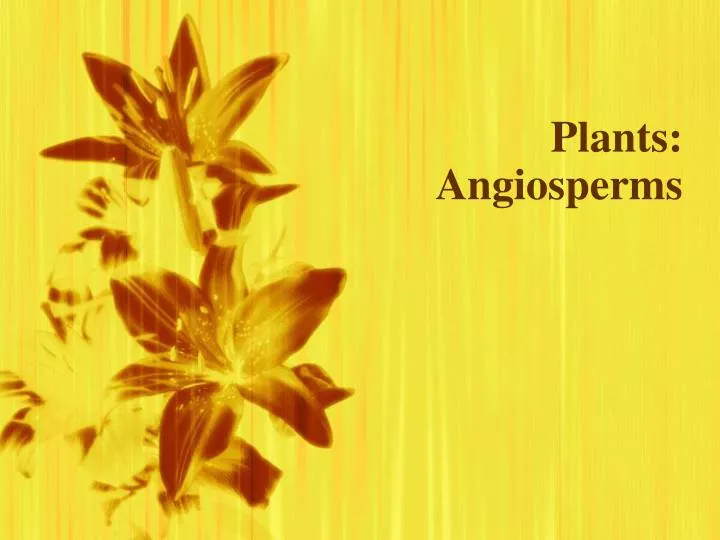 plants angiosperms