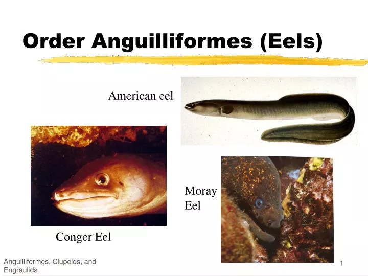 order anguilliformes eels