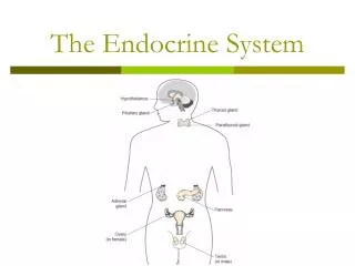 The Endocrine System