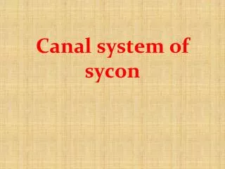 Canal system of sycon