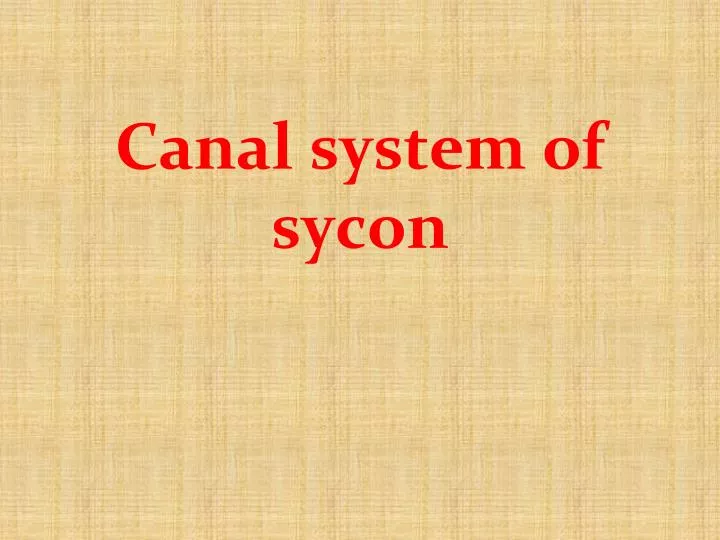 canal system of sycon