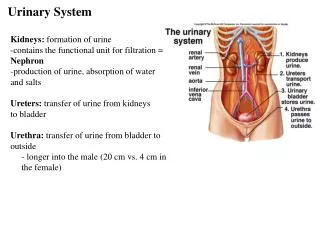 Urinary System