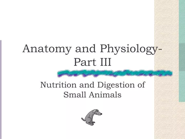 anatomy and physiology part iii