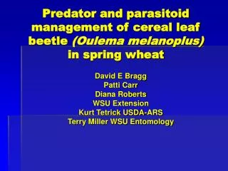 Predator and parasitoid management of cereal leaf beetle (Oulema melanoplus) in spring wheat