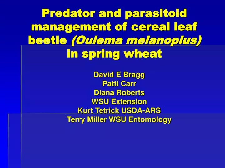 predator and parasitoid management of cereal leaf beetle oulema melanoplus in spring wheat