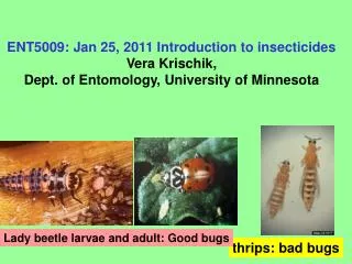 thrips: bad bugs