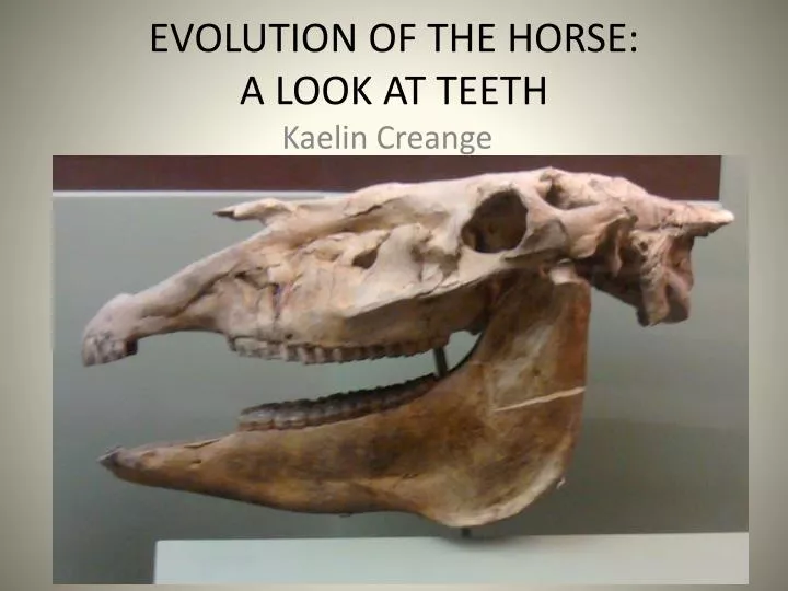 evolution of the horse a look at teeth