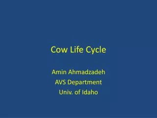 Cow Life Cycle