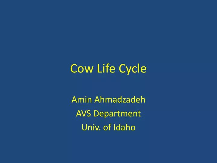 cow life cycle