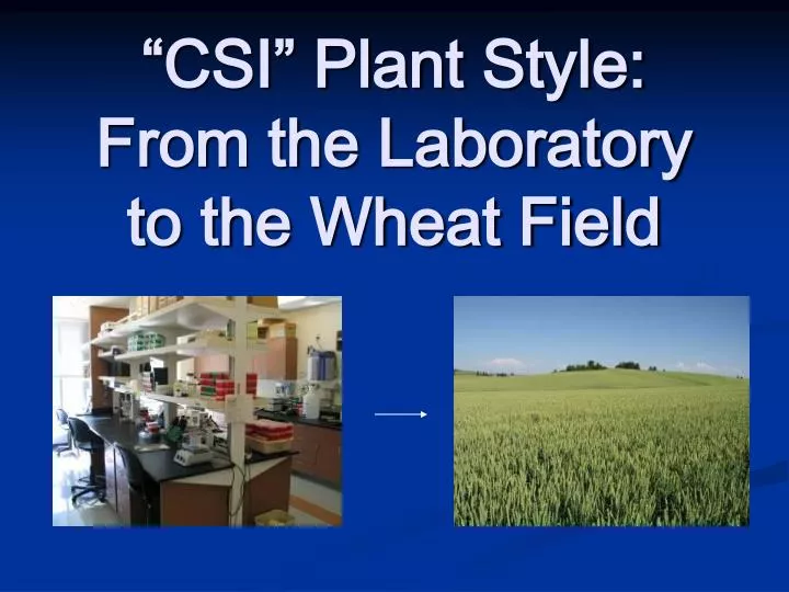 csi plant style from the laboratory to the wheat field