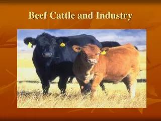 Beef Cattle and Industry