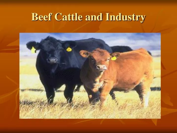 beef cattle and industry