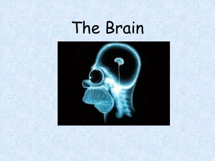 the brain