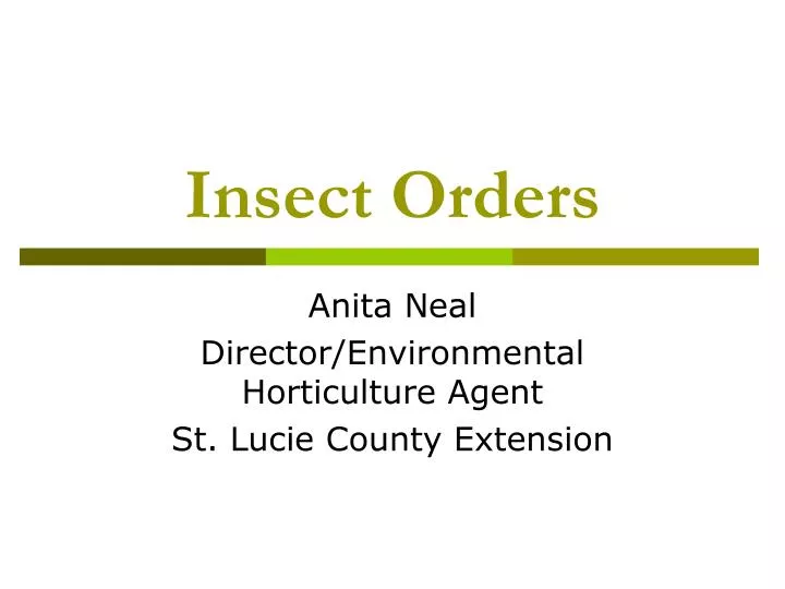 insect orders