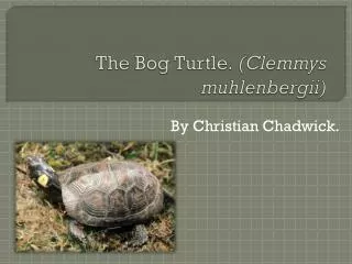 The Bog Turtle. ( Clemmys muhlenbergii )